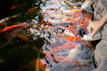 Carp feeding with milk in the pool.