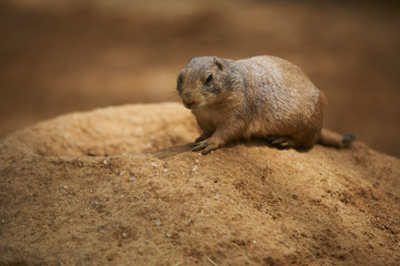 Black-tailed prairie dog (Cynomys ludovicianus)