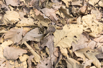 teak leaf