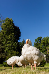 White geese