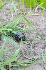 Nasty bugs on the leaves