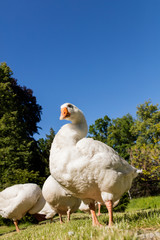 White geese