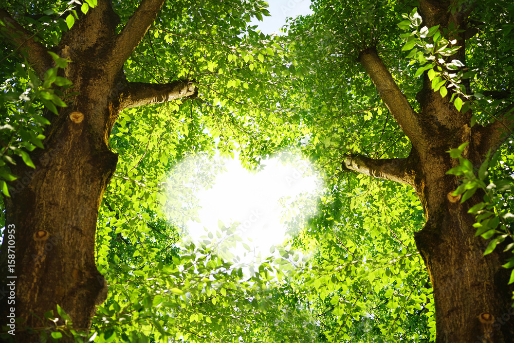 Aufkleber silhouette of a heart in the foliage of trees poplar. two beautiful textured tree trunks with green 