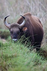 Indian gaur in the nature habitat in India. Beautiful and big bull in the dark forest. Indian wildlife and very rare animals.