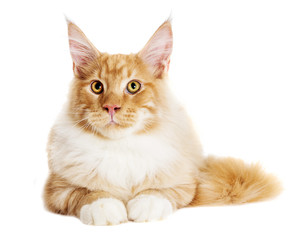 Obraz premium Cat looks, Maine Coon breed