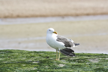 Möwe am Strand von Ostende, Belgien