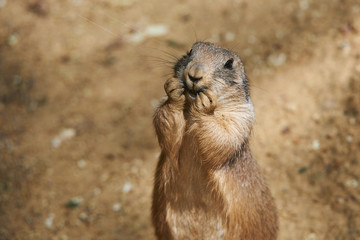 Black-tailed prairie dog (Cynomys ludovicianus)