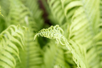 Fern