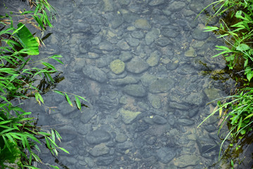 River stream with rocky in clear water and green trees on stream side.