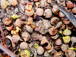 Eucalyptus seeds