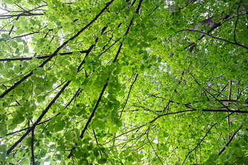 green tree hair background