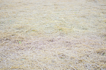 Hay agriculture texture background in the farm.