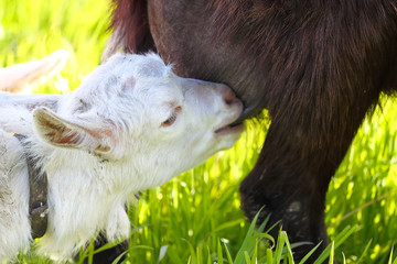 Little white goat is suck up milk form mother © watcherfox