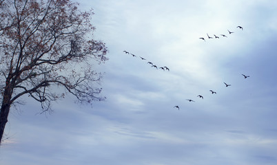 Birds in flight against bright autumn background