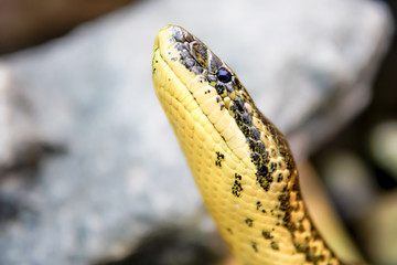 Gelbe Anakonda (Eunectes notaeus)