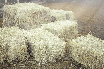 Hay bale agriculture field in farm with tropical environment.