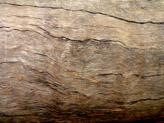 tree bark