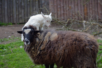 Obraz premium Kid jumps on a sheep