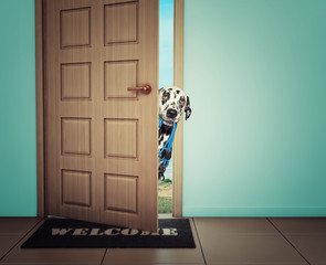 Dog waiting near the door with leather leash, ready to go for a walk with his owner