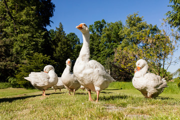 White geese
