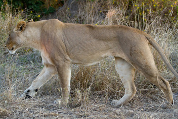 lions of the moremi reserve in botswana