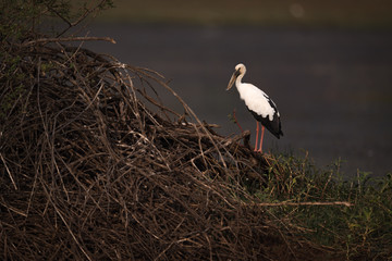 Asian open-billed stork by pile of branches