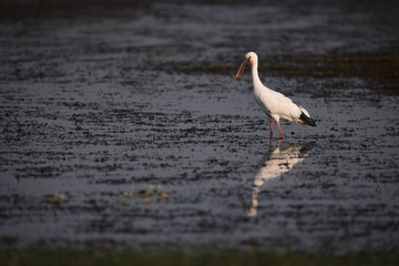 Asian open-billed stork in shallows with reflection - obrazy, fototapety, plakaty