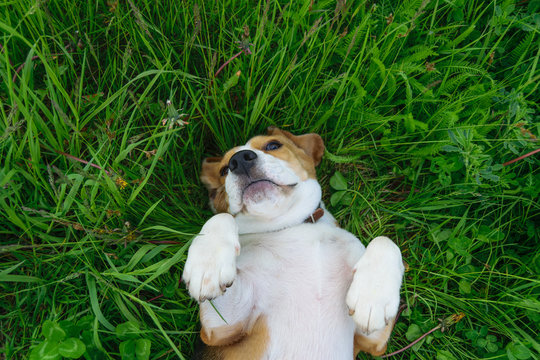 Beagle Dog Lying On The Grass With His Paws Up