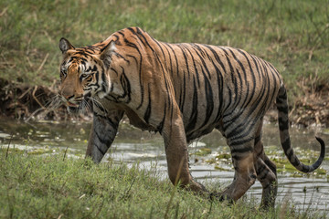 Fototapeta na wymiar Bengal tiger climbing riverbank right-to-left in sunshine