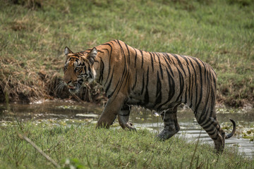 Fototapeta na wymiar Bengal tiger climbs riverbank right-to-left in sunshine
