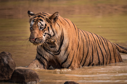 Bengal tiger climbs out of water hole