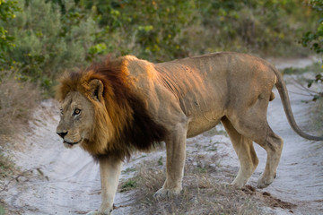 lions of the moremi reserve in botswana