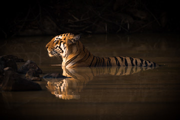 Bengal tiger lying in shadowy water hole