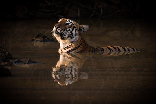 Bengal tiger lifts head in water hole