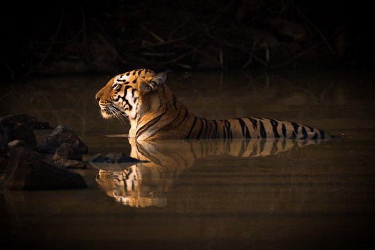 Fototapeta Bengal tiger lying in shadowy water hole