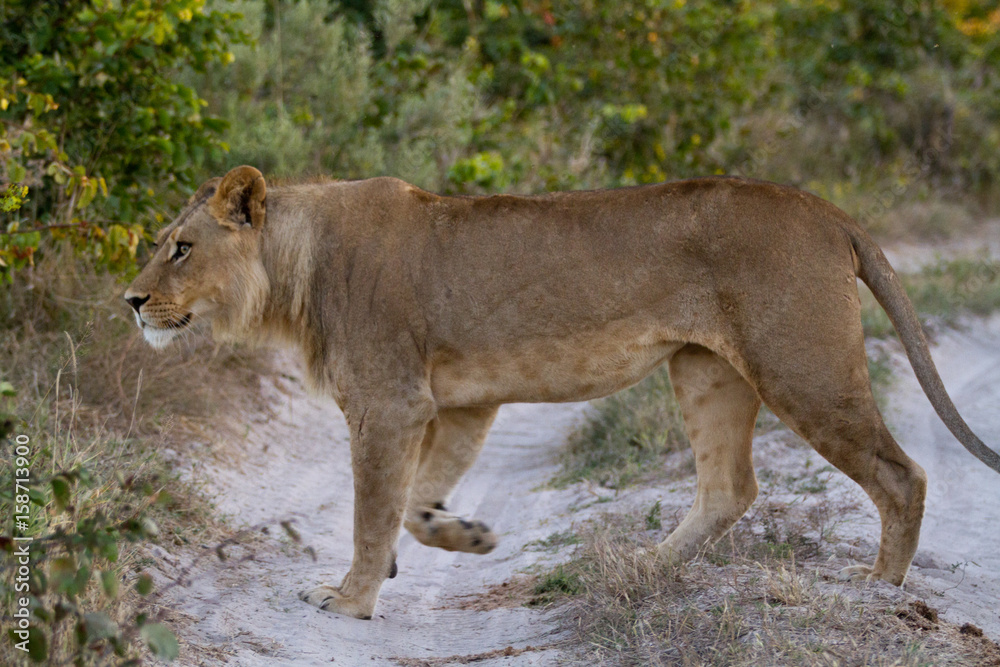 Canvas Prints lions of the moremi reserve in botswana