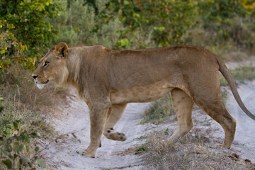 lions of the moremi reserve in botswana