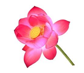 Fototapeta na wymiar lotus petal flower isolated on white background