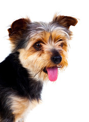 Cute small dog with cutted hair