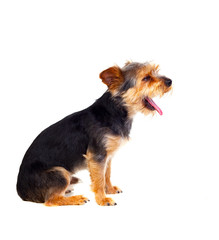 Cute small dog with cutted hair