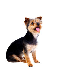 Cute small dog with cutted hair