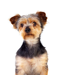 Cute small dog with cutted hair