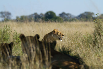 lions of the moremi reserve in botswana