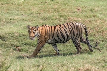 Fototapeta na wymiar Bengal tiger walks right-to-left in lush grass