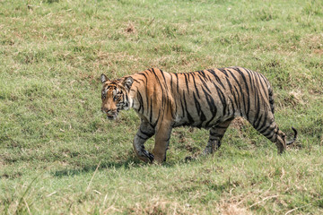 Fototapeta na wymiar Bengal tiger walks right-to-left in sunny meadow