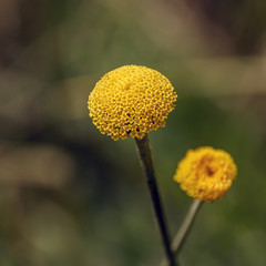 Yellow flowers close up with green background