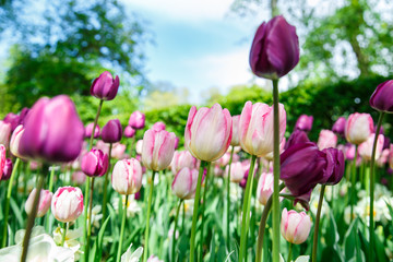 Amazing blooming tulips in the spring city park.