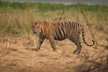 Bengal tiger walks right-to-left with turned head