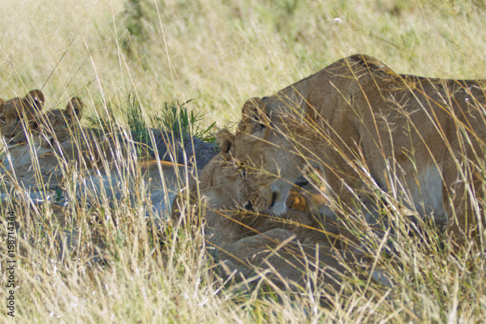 Canvas Prints lions of the moremi reserve in botswana