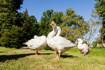 White geese
